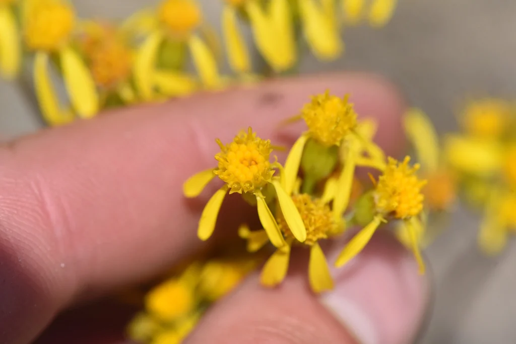 Senecio Fulgens