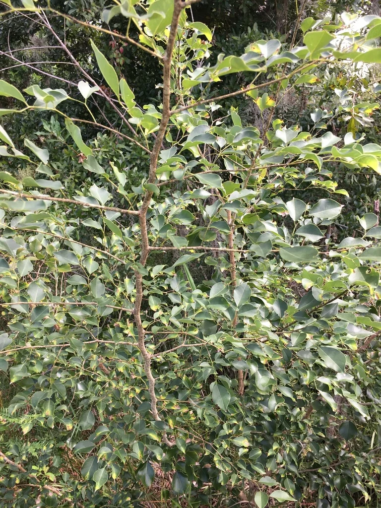 Dalbergia Sissoo
