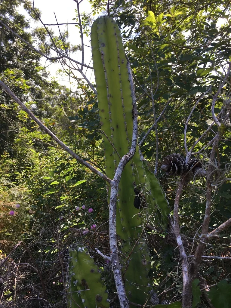 Cereus Hexagonus