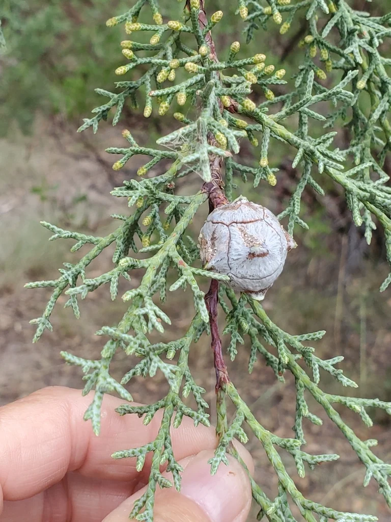 Cupressus Arizonica