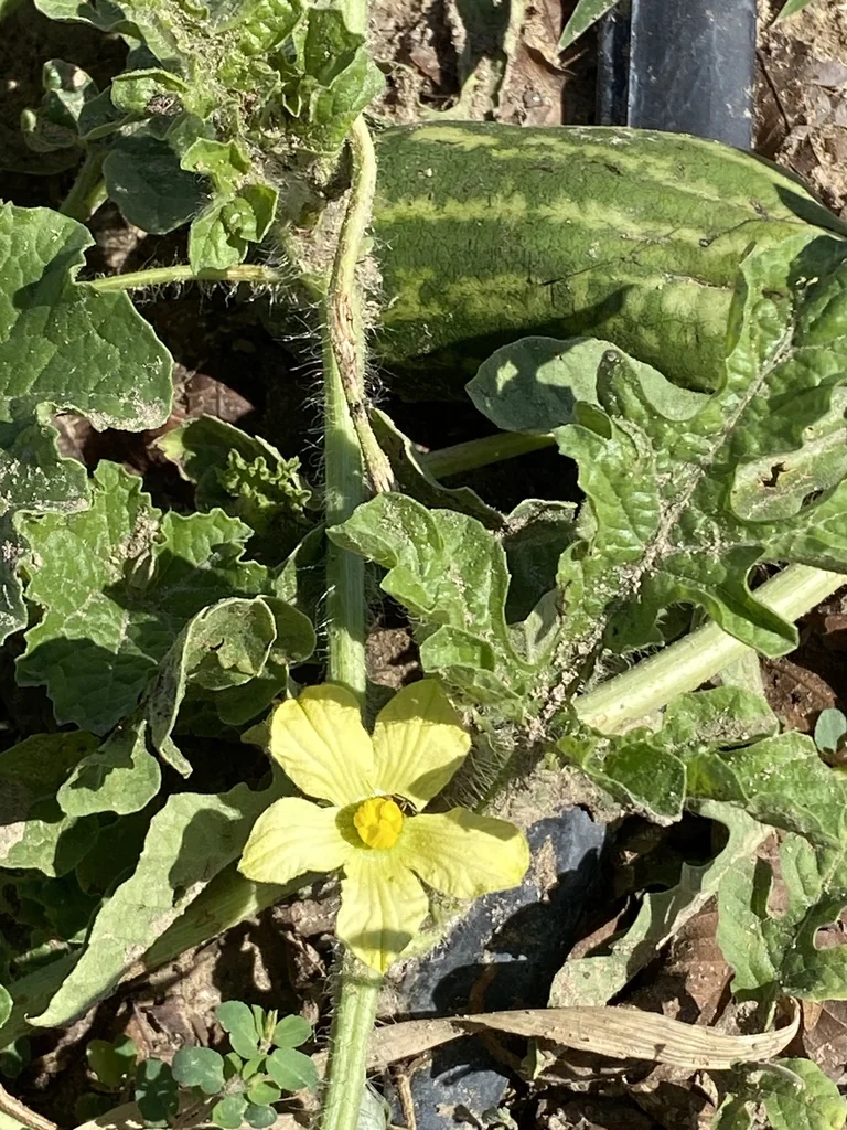 Citrullus Lanatus