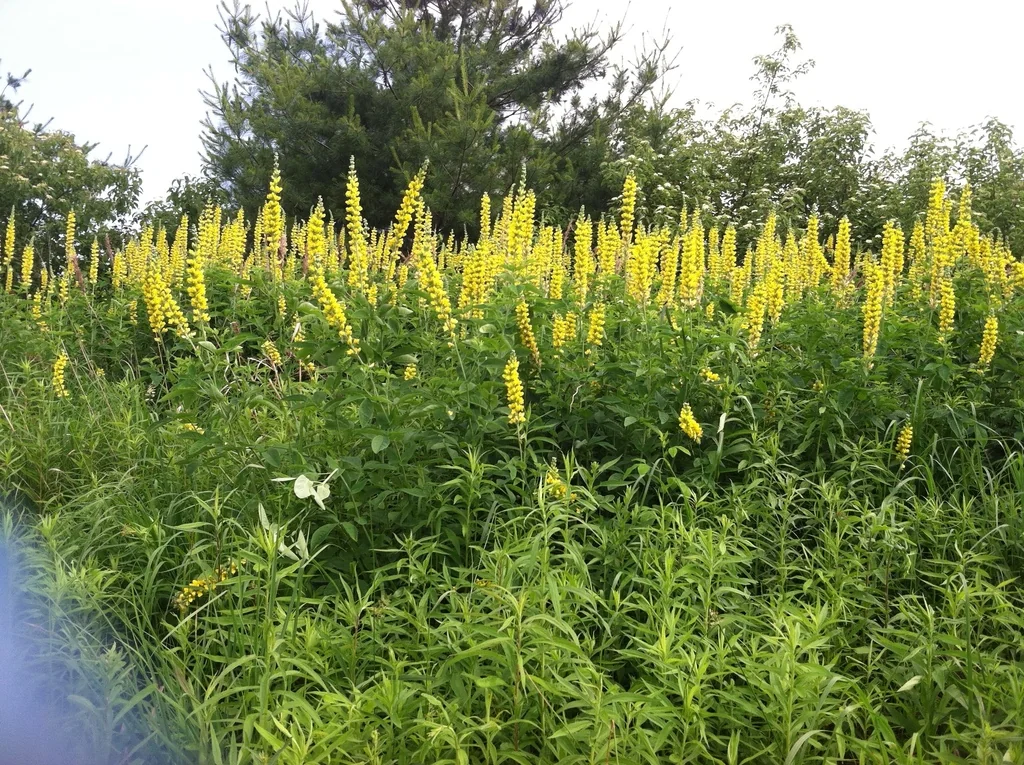 Thermopsis Caroliniana