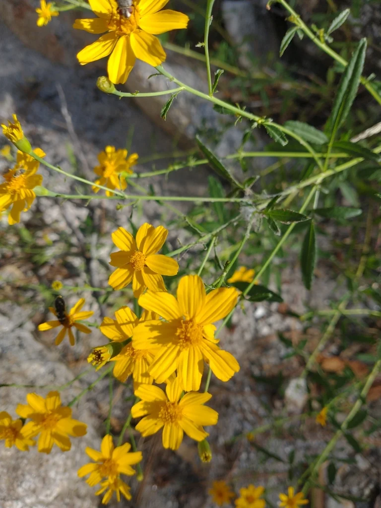 Tagetes Lemmonii