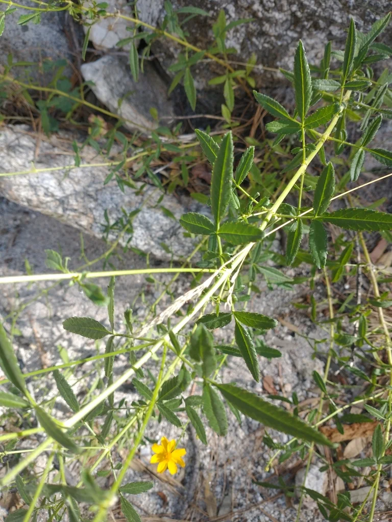 Tagetes Lemmonii
