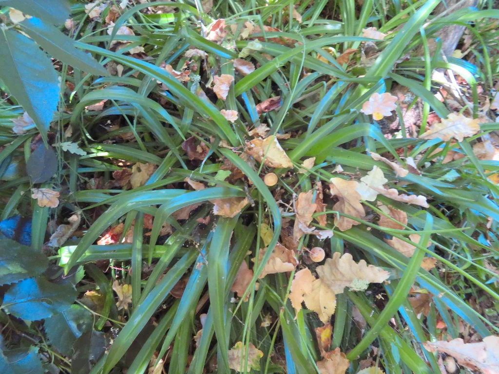 Chlorophytum comosum