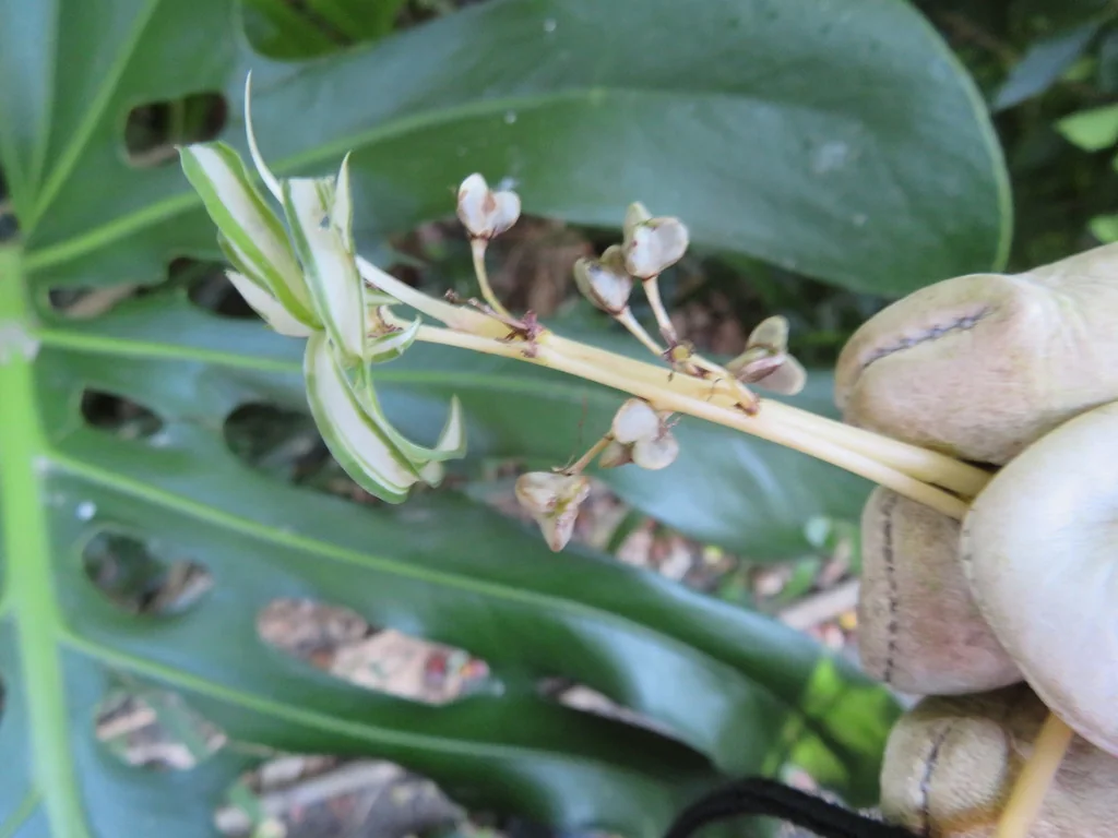 Chlorophytum comosum