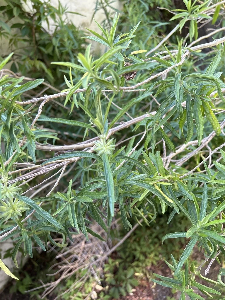Leonotis Leonurus