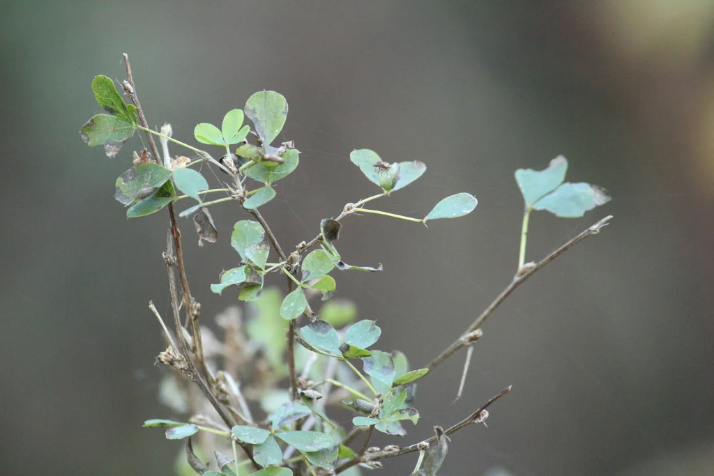 Caragana frutex