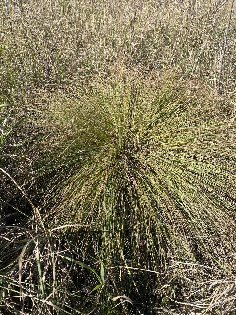 Sporobolus Heterolepis