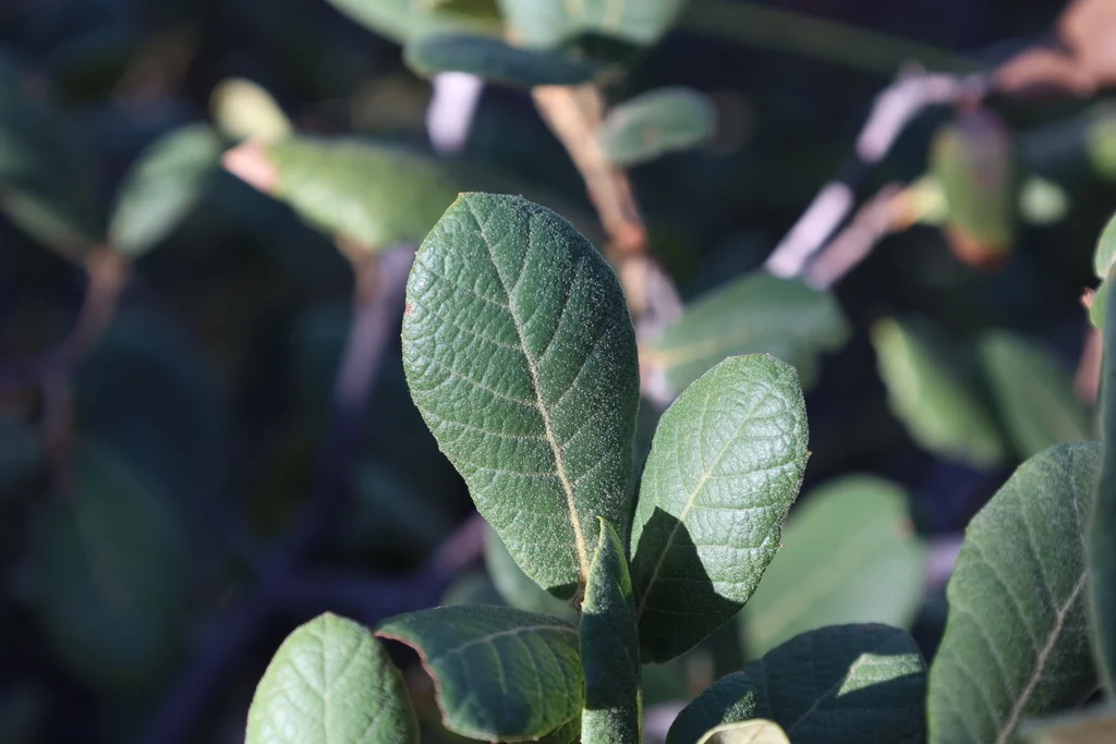 Quercus Rugosa