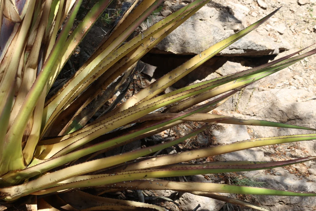 Agave Palmeri