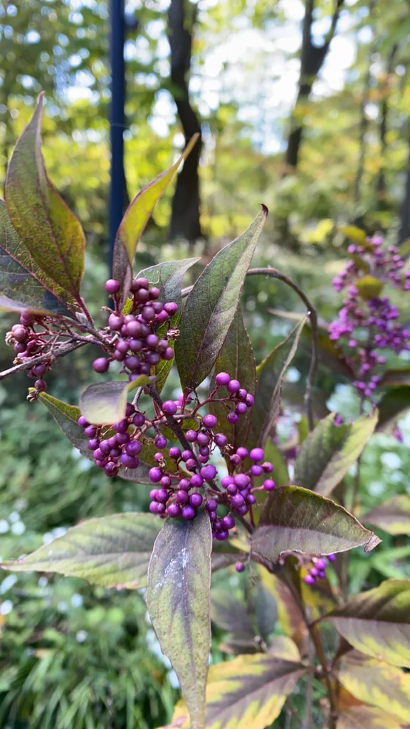 Callicarpa Dichotoma