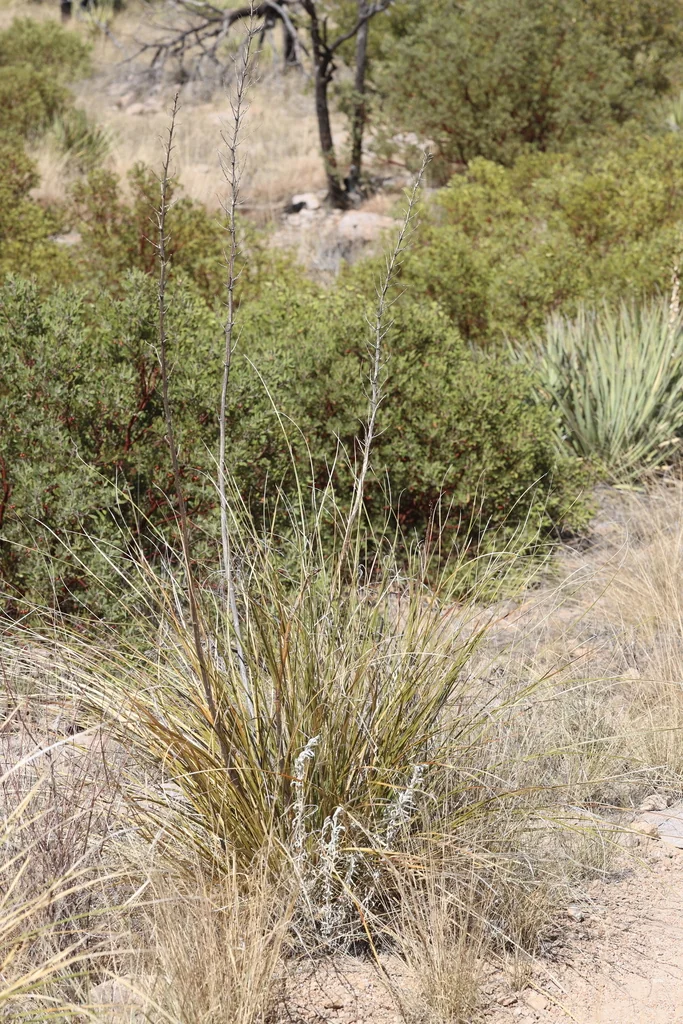 Nolina microcarpa