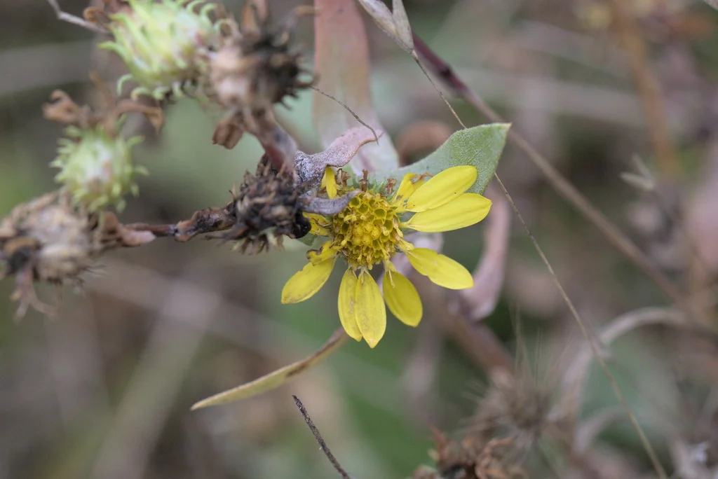 Grindelia Integrifolia