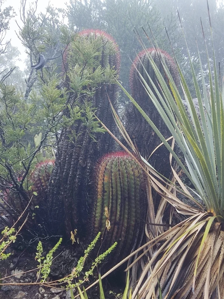 Ferocactus Pilosus