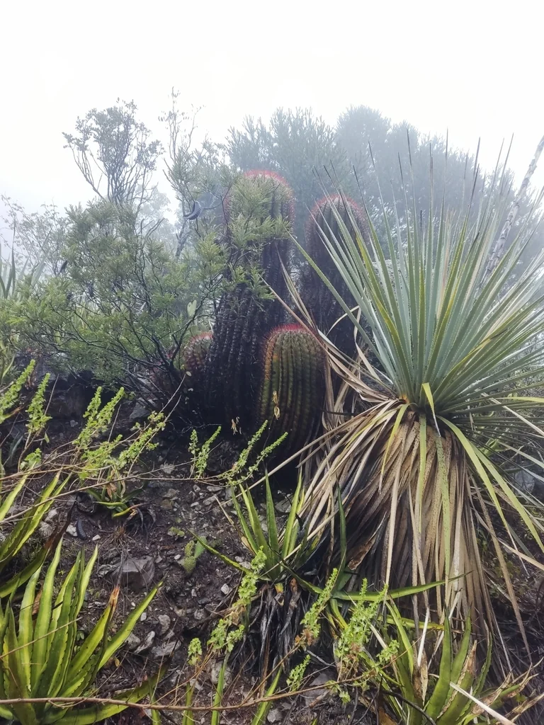 Ferocactus Pilosus