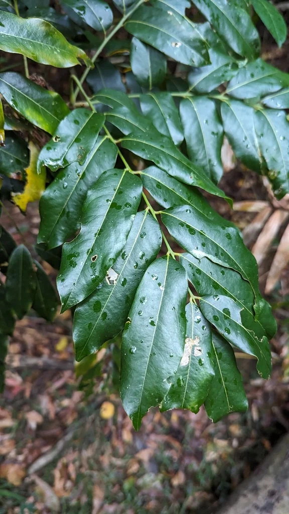 Castanospermum Australe