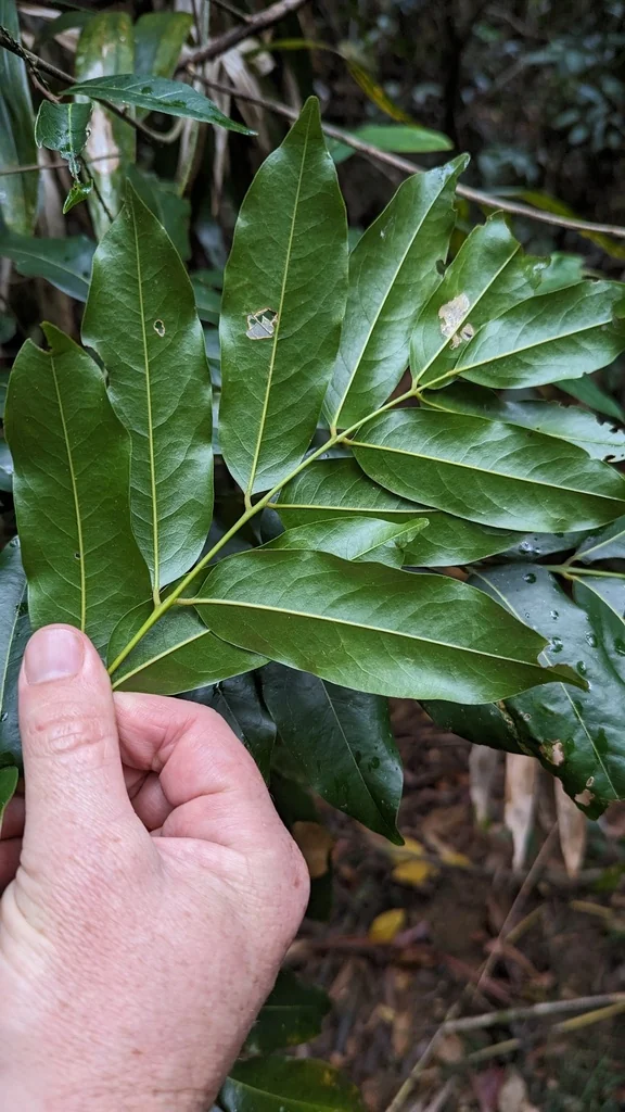 Castanospermum Australe