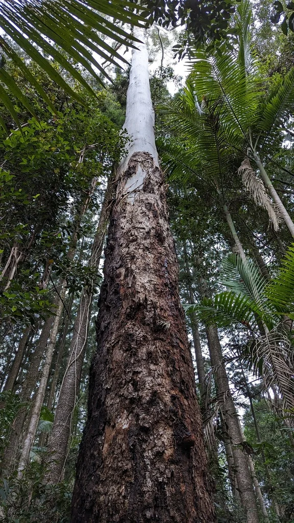 Eucalyptus grandis