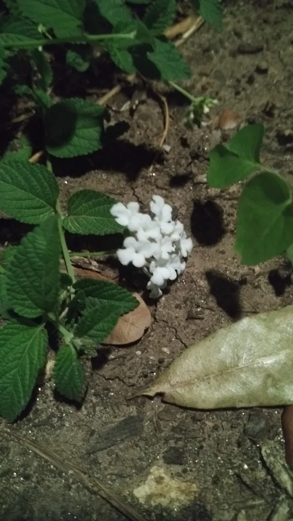 Lantana montevidensis