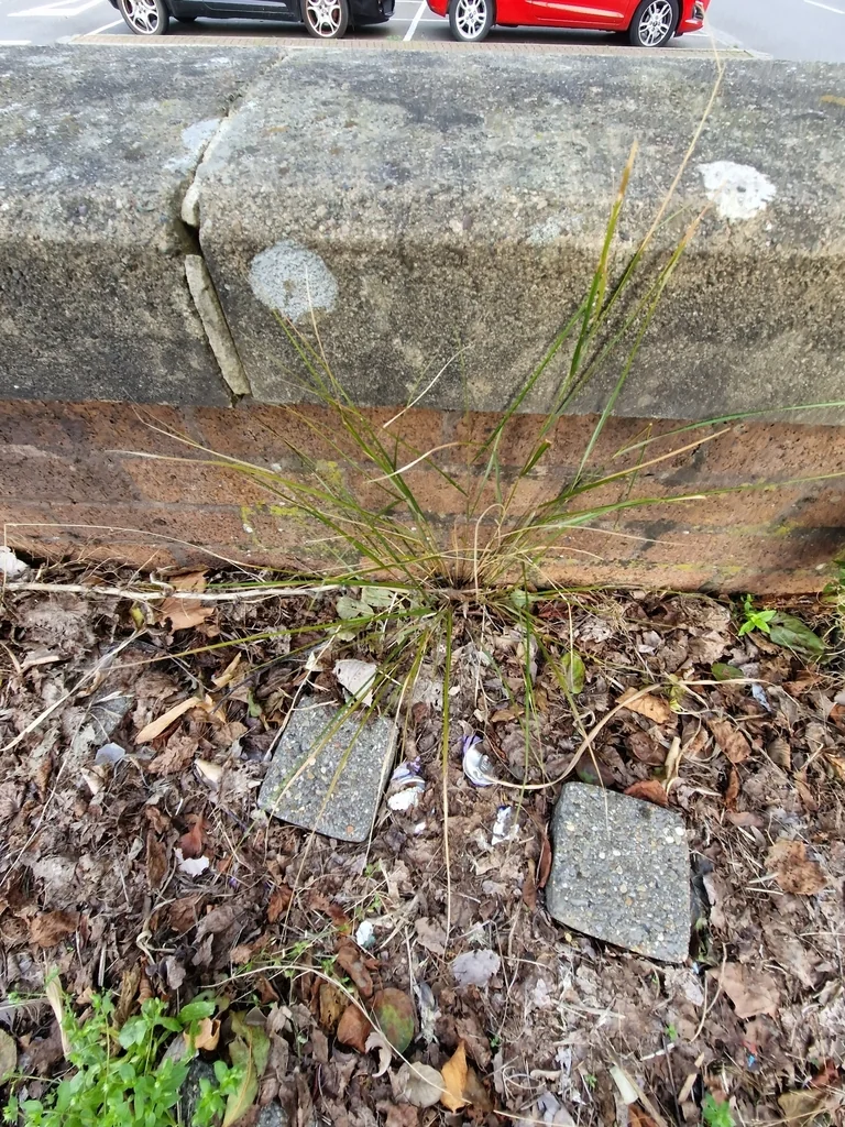 Anemanthele Lessoniana