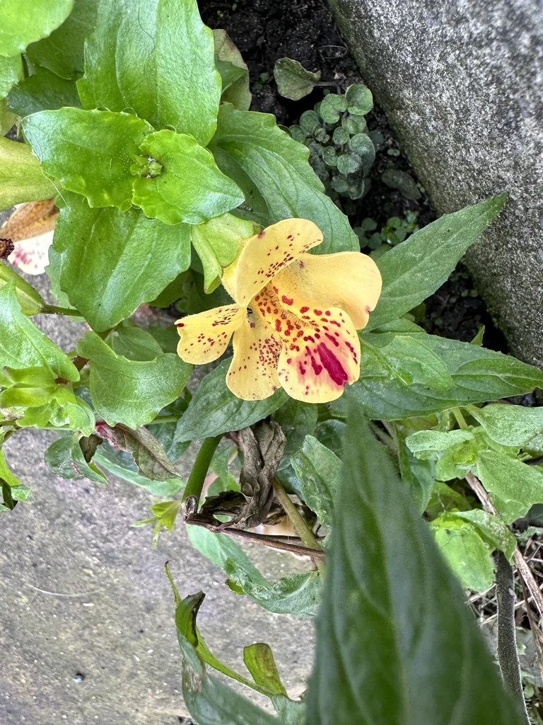 Mimulus X Hybridus