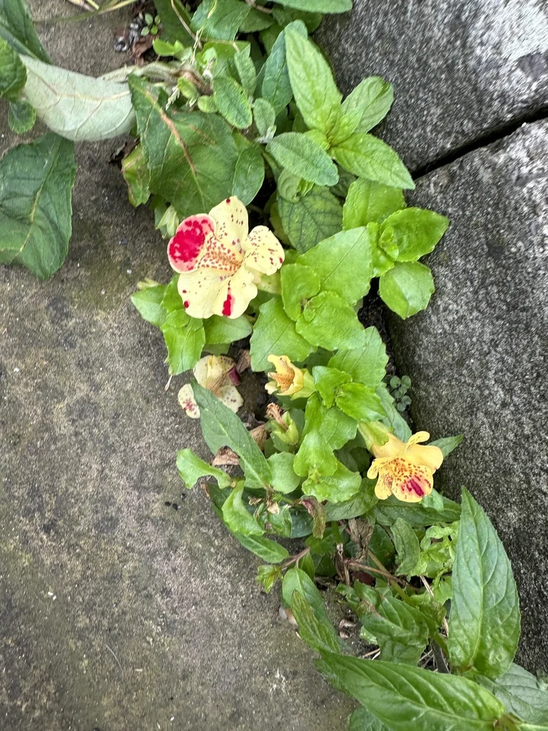 Mimulus X Hybridus