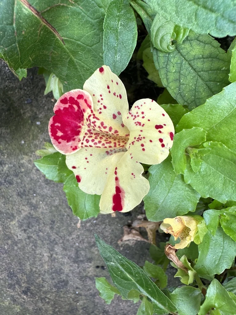 Mimulus X Hybridus