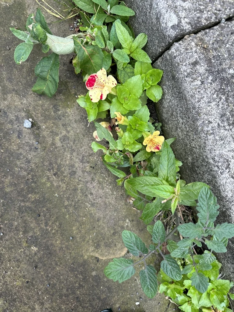 Mimulus X Hybridus