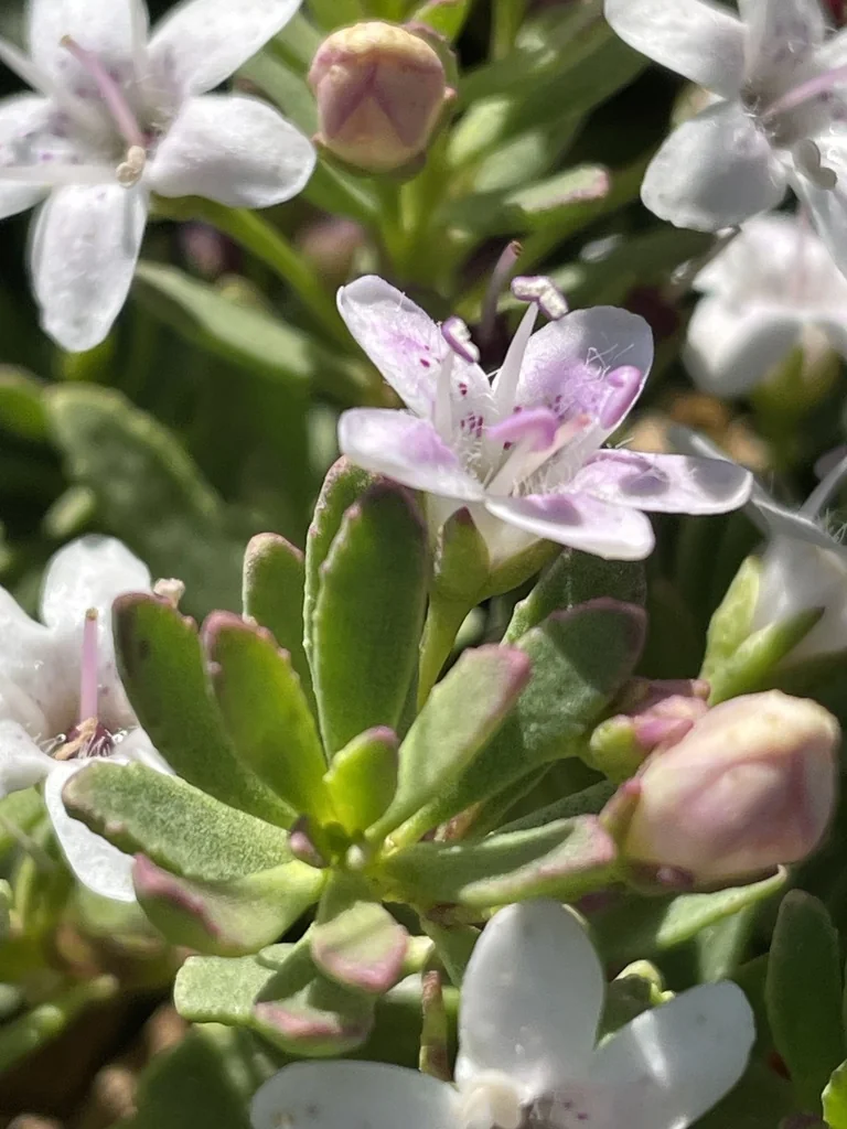Myoporum Parvifolium