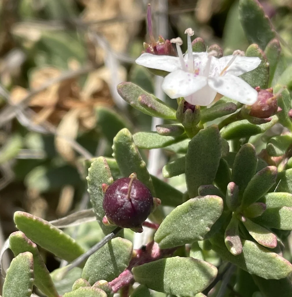Myoporum Parvifolium