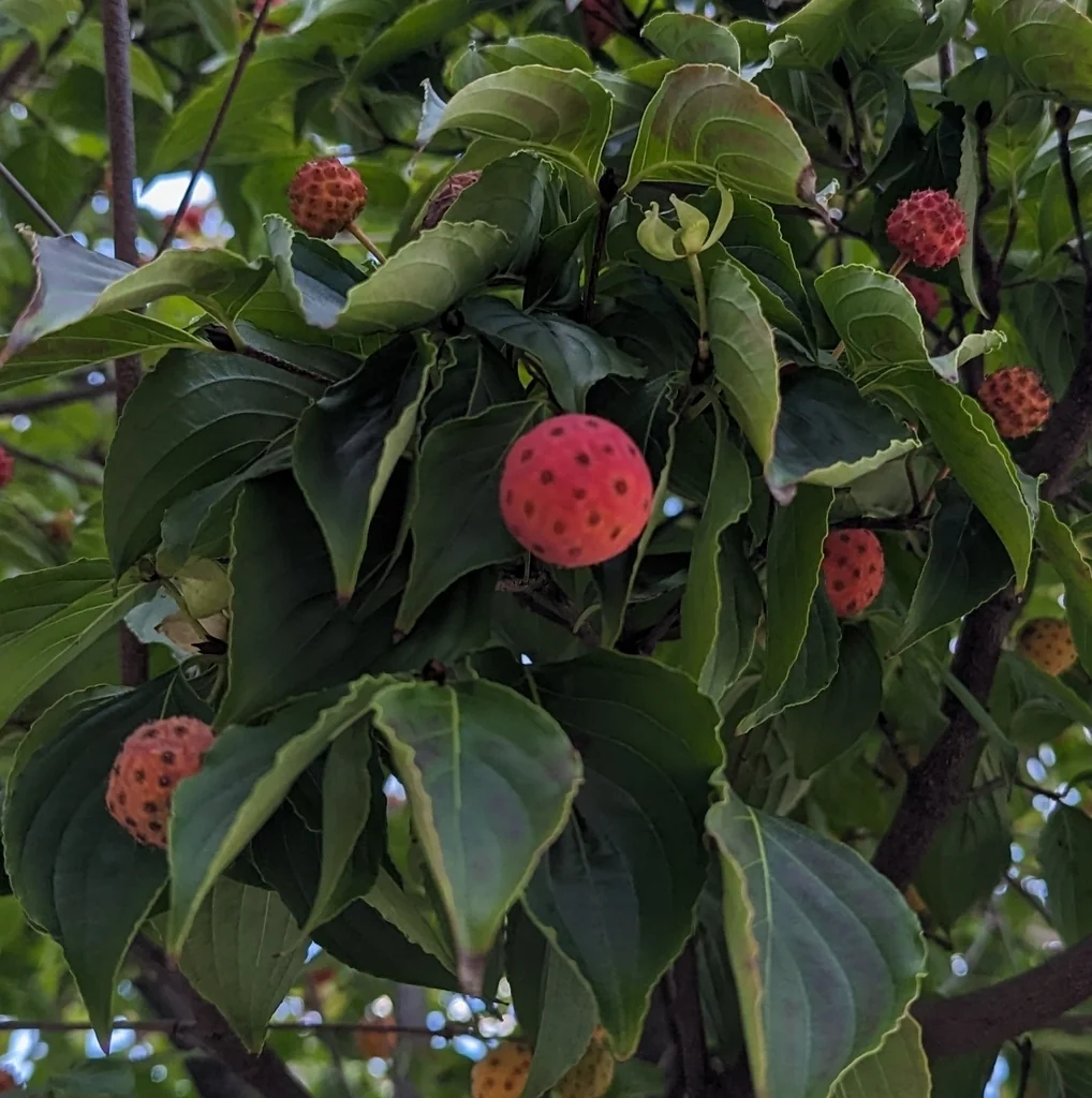 Cornus Kousa