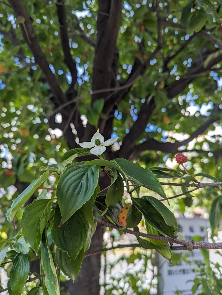 Cornus Kousa