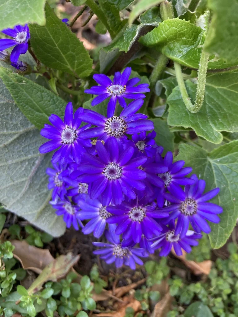 Senecio X Hybridus