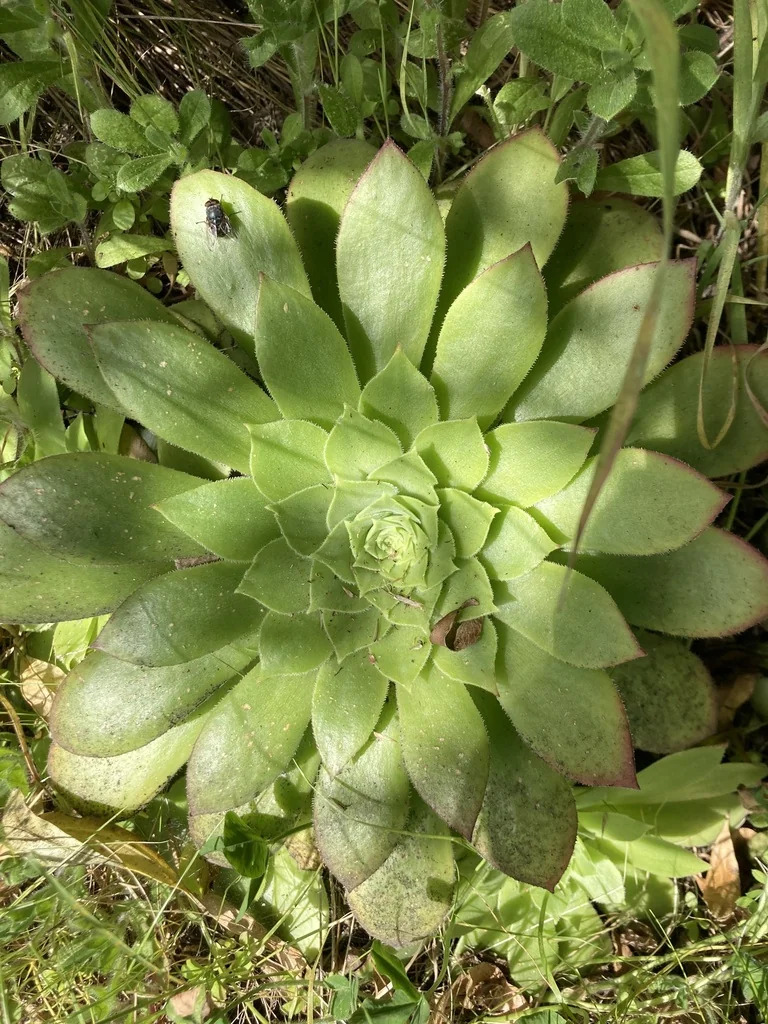 Aeonium Arboreum