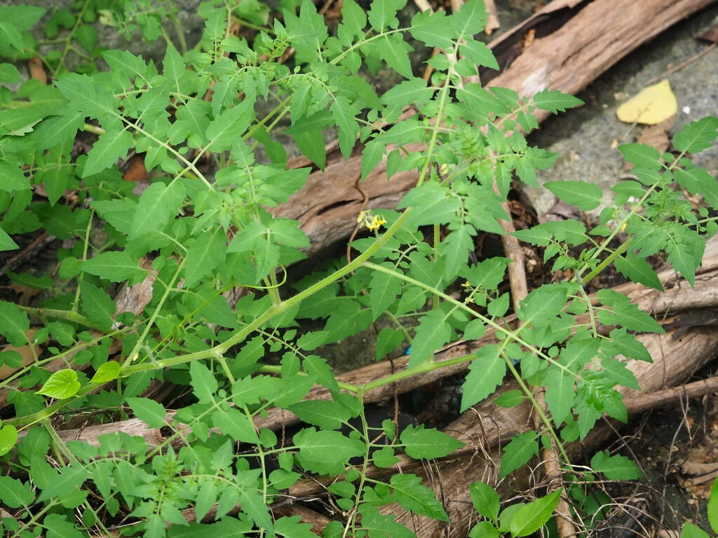 Solanum Lycopersicum Var. Cerasiforme