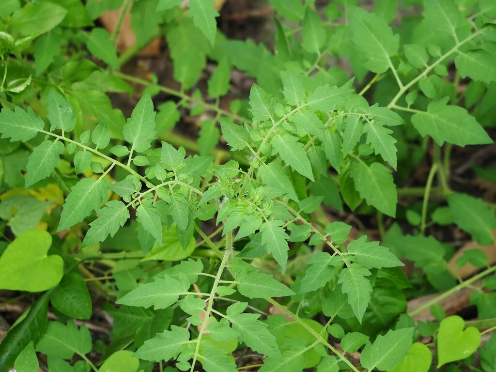 Solanum Lycopersicum Var. Cerasiforme