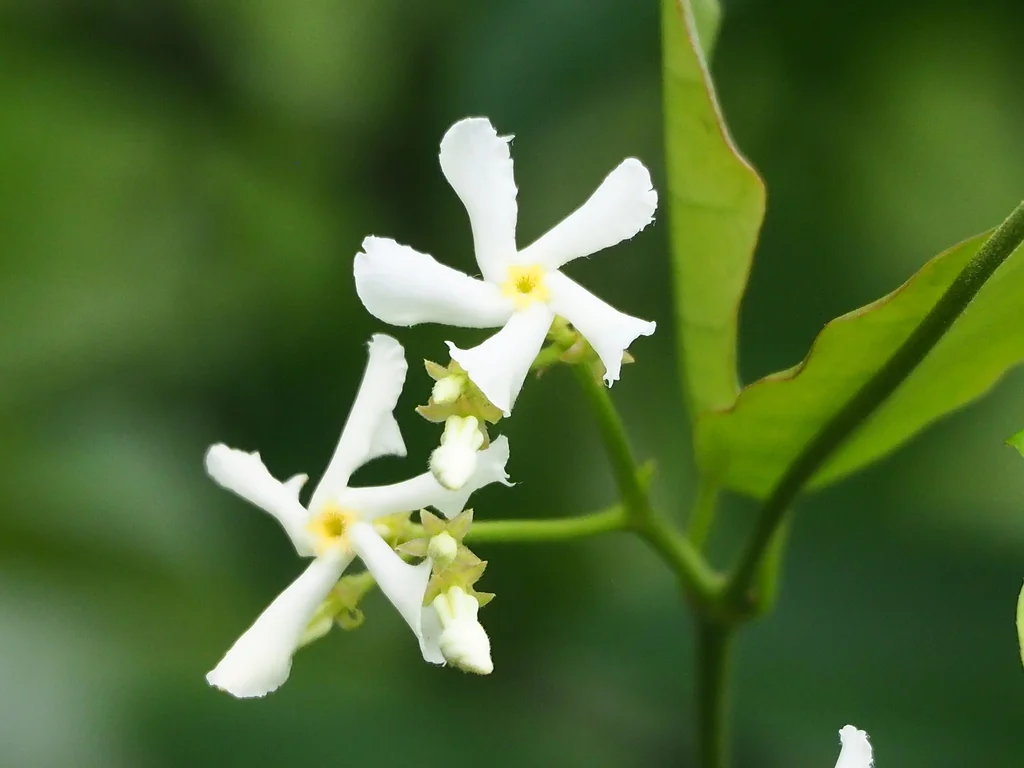 Trachelospermum Jasminoides