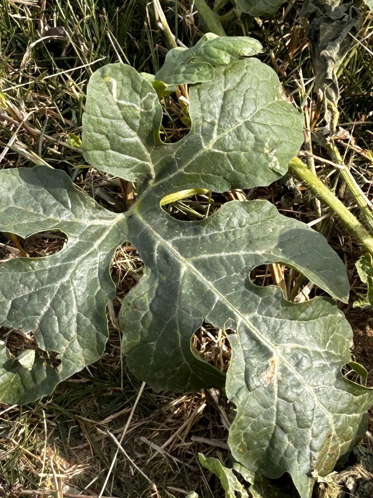 Citrullus Lanatus