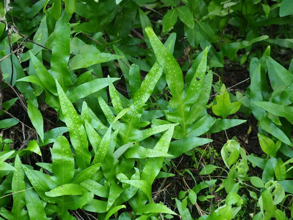 Polypodium Scolopendria