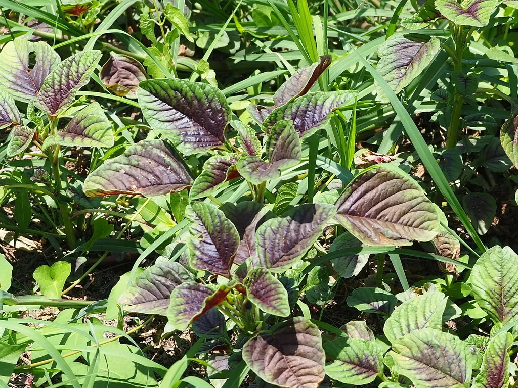 Amaranthus Tricolor