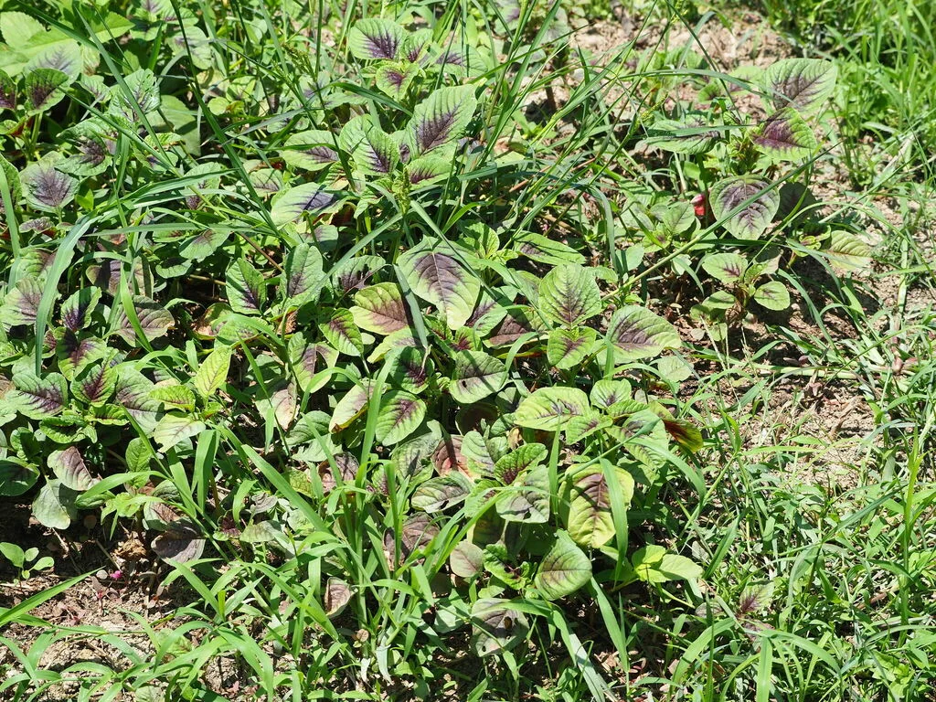 Amaranthus Tricolor