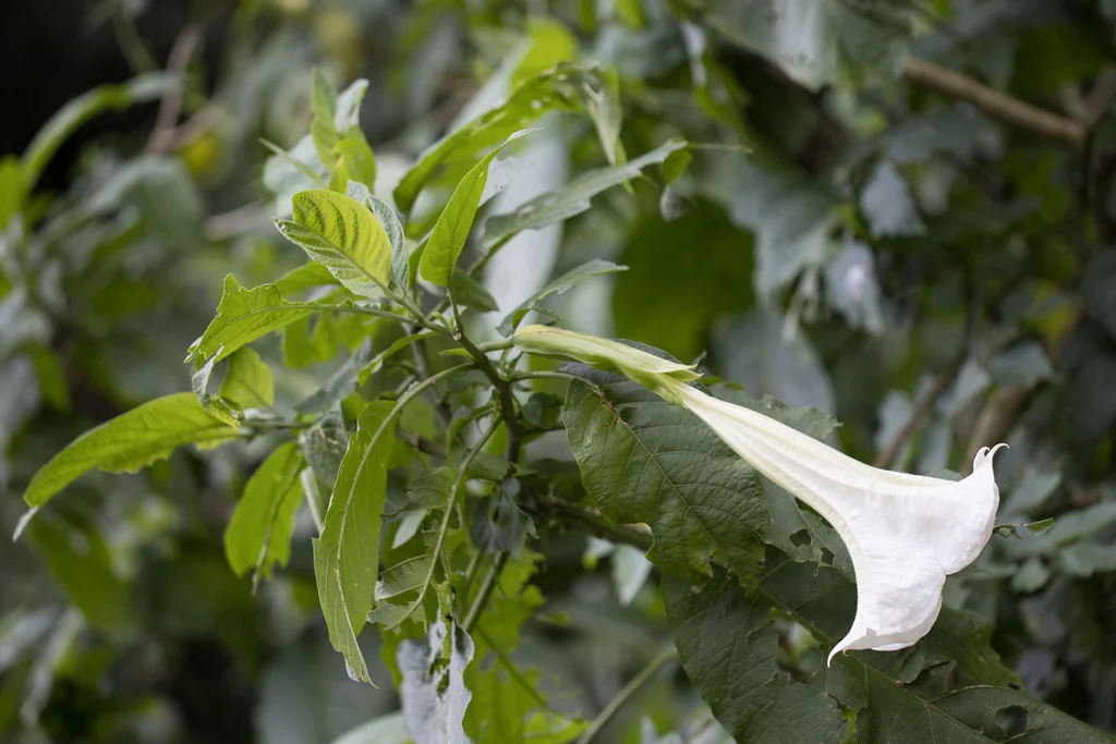 Brugmansia Suaveolens
