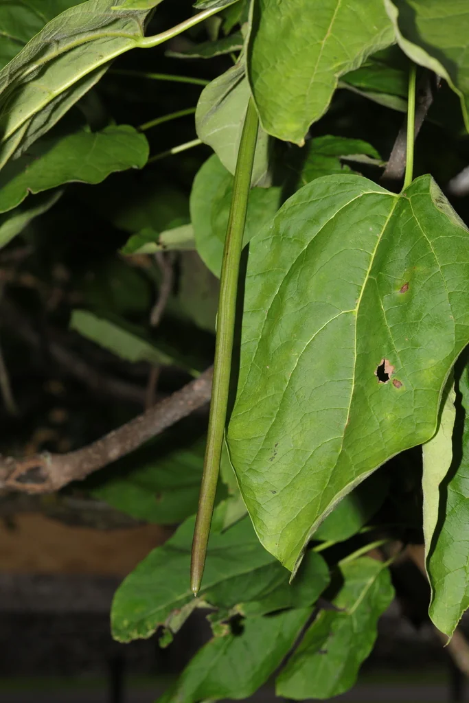 Catalpa Bignonioides