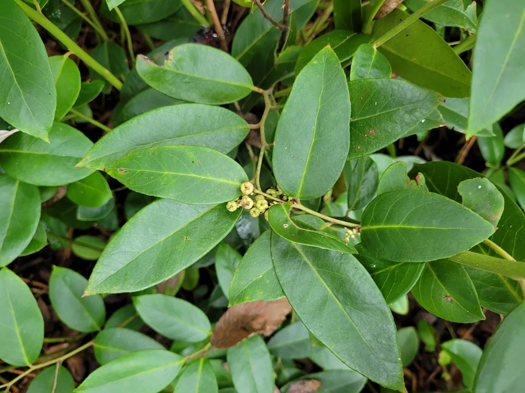 Leucothoe axillaris