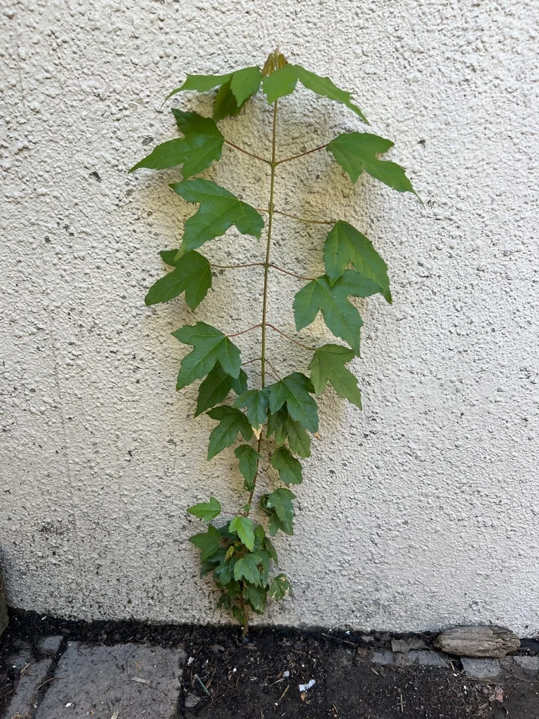 Acer Buergerianum