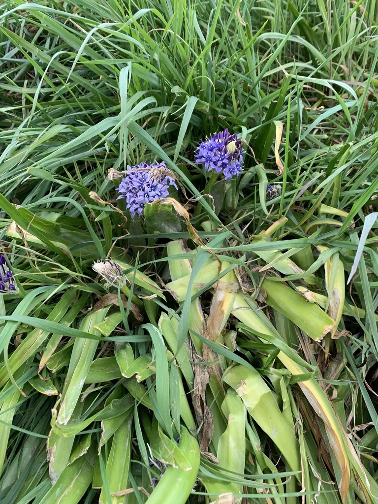 Scilla Peruviana