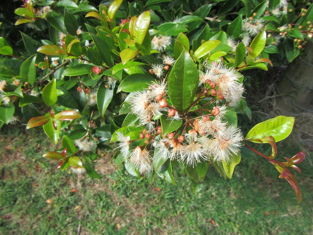 Syzygium Paniculatum