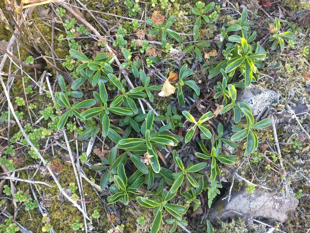 Penstemon Cardwellii