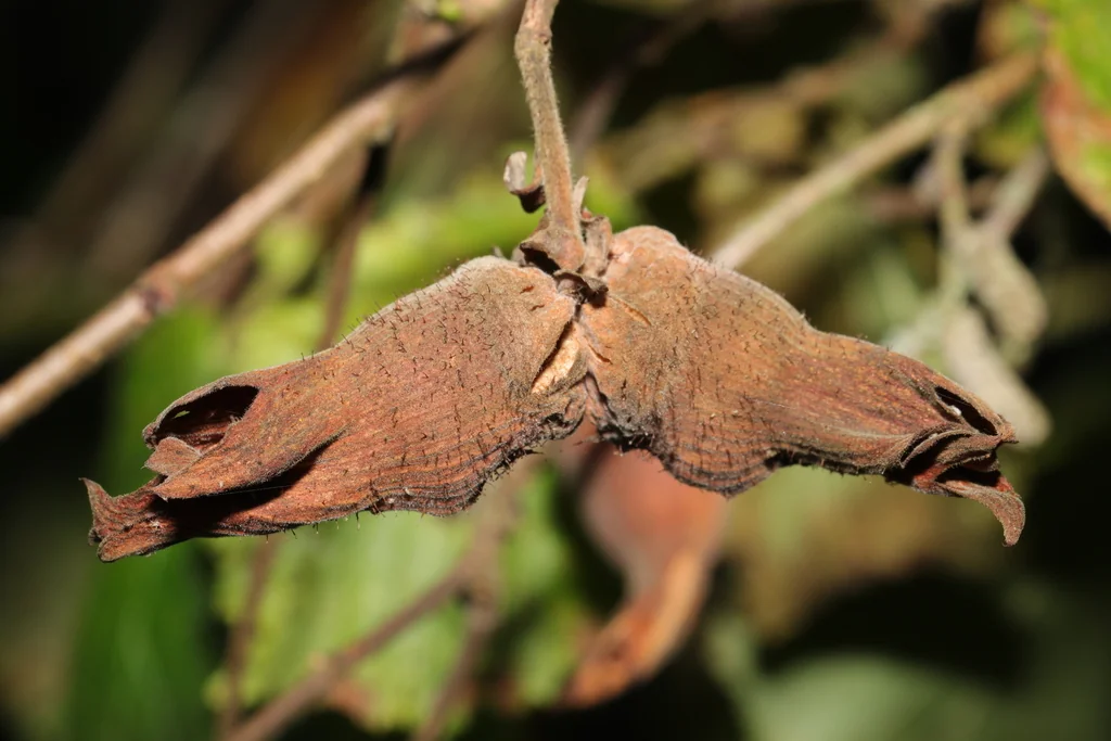 Corylus Colurna